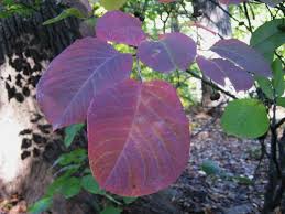 Image result for Sapium