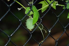 You will find business information for vineyard vines: What Is This Vine With White Flowers Cactus Like Seed Pod