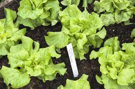Make sure your water your lettuce early in the morning and allow it time to dry out all day before the sun goes down and the slugs and snails come out. How To Keep Lettuce Growing In The Heat Of Summer