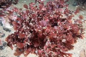 Image result for Phyllorachis