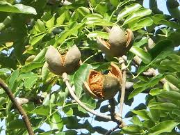 Image result for Cordia senegalensis