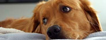 Many microchip registries claim to be free, but often end up charging for updates and transfers. Free Pet Microchip Registry