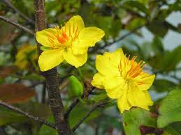 Image result for Ochna barbosae