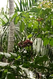 Image result for Leea guineensis