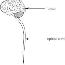 The central nervous system (cns) is the part of the nervous system consisting primarily of the brain and spinal cord. 1 The Central Nervous System Download Scientific Diagram