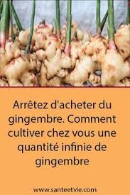 Epingle Par Hafida Abdouni Sur Bouture Graine Creation Jardin En 2020 Cultiver Du Gingembre Cultiver Jardin De Legumes