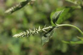 Image result for Achyranthes aspera