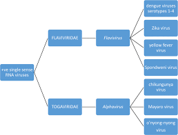 Sylvatic Cycles Of Arboviruses In Non Human Primates Springerlink