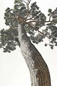 Pinus densiflora, also called the japanese red pine, the japanese pine, or korean red pine, has a home range that includes japan, the korean peninsula, northeastern china (heilongjiang, jilin, liaoning, shandong) and the extreme southeast of russia (southern primorsky krai). Pin By Sam On Art Tree Landscapes In The Pines Pine Tree Art Amazing Art Painting Tree Art