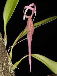 Image result for Bulbophyllum oreonastes