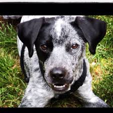 Australian Cattle Dog German Short Hair Mix My Dog Cosmo Dog Love Dogs Cattle Dog