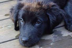 Penny Our Border Collie Golden Retriever Mix At 3 Months Dogs Golden Retriever Puppy Maltese Retriever Puppy
