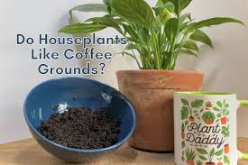 Do Indoor Plants Like Coffee Grounds Indoor Plants For Beginners