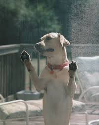 Whatcha Doin Pet Screen Door Pet Proof Pets