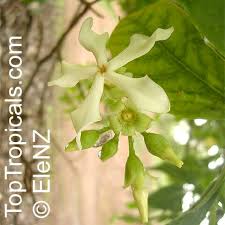 Image result for Voacanga africana