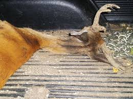 Wisconsin State Lab Ramps Up For Cwd Testing Public News Service