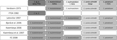 Image result for Crinum rautanenianum