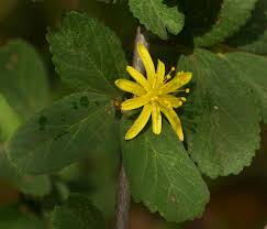 Image result for Grewia flava