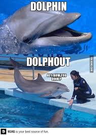 Dolph Out Funny Dolphin Animal Jokes Funny Animal Memes