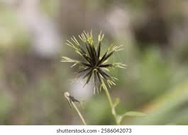 Image result for Fimbristylis squarrosa