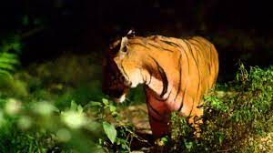 The night safari is managed by wildlife reserves singapore, and about 1.1 million visitors visit the safari per year.2 the night safari received its 11 millionth visitor on 29 may. Singapore Night Safari Feeding Sessions Malayan Tiger Youtube