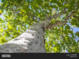 New platan hotel software has been placed directly in proxima, proxima plus and libra pbx servers. Bottom Top View Platan Image Photo Free Trial Bigstock