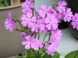 10 Beautiful Japanese Flowers And Their Meanings Tsunagu Japan Flower Meanings Pink Perennials Japanese Flowers