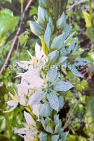 Image result for Swertia