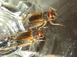Watch live cricket streaming on your computer, android phone or iphone. Attack Of The Feeder Crickets Gecko Time