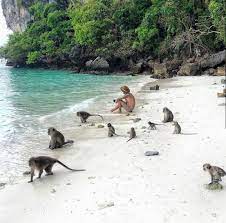 Check spelling or type a new query. Thailandiaweb Monkey Beach Krabi Thailand Facebook