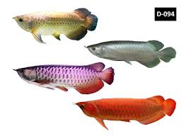  Ikan Arwana Ikan Akuarium Ikan Ikan Air Tawar