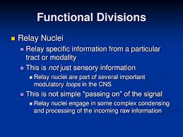 These nuclei relay primary sensations, by passing specific sensory information to. Ppt The Diencephalon Powerpoint Presentation Free Download Id 4757143