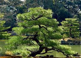Pine Tree Pictures Japanese Black Pine Tree Bonsai Tree Types Japanese Garden