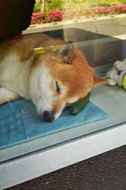 laughterkey waxjism officialkirbyfanneoxvevo kingdomy shiba inu works at a little shop in japan via wow such shopkeeping this dog 柴犬 秋田犬 犬