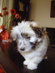 Maltese X Chihuahua Aka Malchi Jazper Dog Breeds Chihuahua Dogs