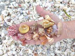 Maybe you would like to learn more about one of these? Joanns Sea Shells Of Sanibel Island Island Joanns Sea Shells Of Sanibel Island Island I Love Shelling
