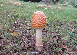 Guessowii has a yellow to orange cap, the center more orange or perhaps even reddish orange. Amanita Muscaria Var Guessowii At Indiana Mushrooms