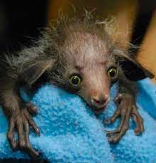 A Young Aye Aye Cute We Think Which Can Be Found Only On The Island Of Madagascar These Rare Animals May Not Baby Animals Weird Animals Endangered Animals