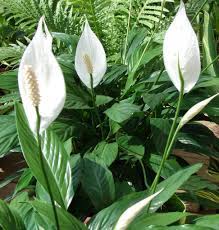 Pianta pulisci aria / 10 tipi di piante che purificano l aria della nostra casa sempreinsalute : Spatifillo Come Si Cura La Pianta Che Purifica L Aria Lombarda Flor