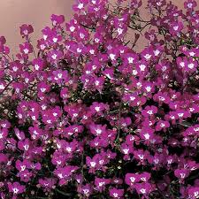 Image result for Lobelia sonderiana