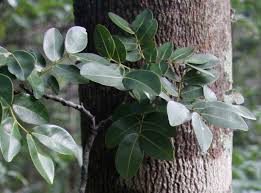 Image result for Copaifera baumiana