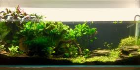 Cryptocoryne beckettii üremesi, beslenmesi, su değerleri ve davranışı ile ilgili bilgiler. Cryptocoryne Beckettii Petchii Petchs Wasserkelch Flowgrow Wasserpflanzen Datenbank