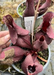 Image result for Geigeria burkei