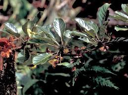 Image result for Terminalia mollis