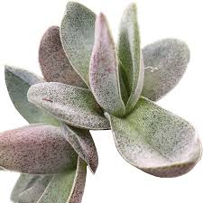 Image result for Crassula alba