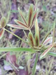 Image result for Cyperus pectinatus