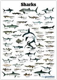 We did not find results for: Trynottodrown A Few Different Shark Species Full Size Types Of Sharks Shark Marine Animals