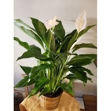 Check spelling or type a new query. Patterson S Flowers Mail Patterson Florist Blue Floral Co Local Flower Delivery Patterson Ca 95363 Is A Full Service Flower Shop Located In Downtown Patterson Ca