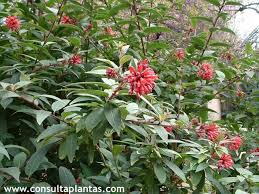 Image result for Cestrum elegans