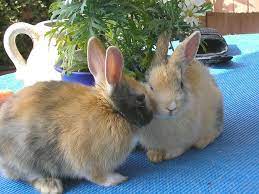There is little evidence that additional salt is required, but some rabbits like the taste. Can Rabbits Eat Cashews Benefits Risks More Petcosset
